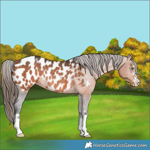 Horse Color:Bay Appaloosa Rabicano 