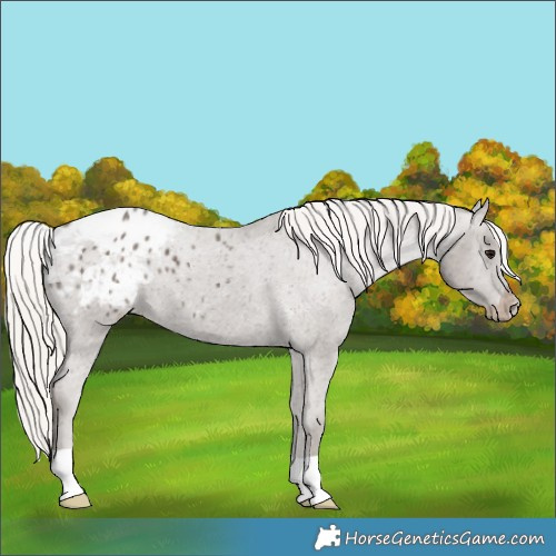 Horse Color:Silver Black Appaloosa 