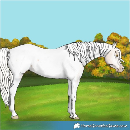 Horse Color:Silver Black Pearl Tobiano Appaloosa Rabicano