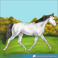 Horse Color:White Spotted Bay Appaloosa 