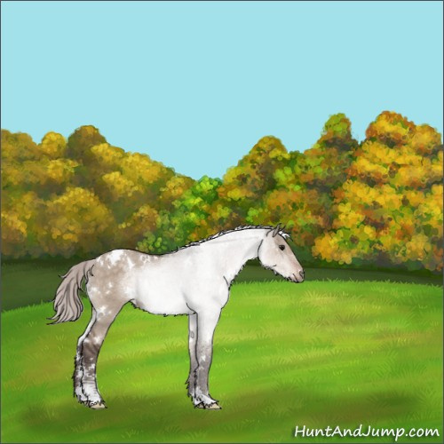 Horse Color:White Spotted Silver Brown Dun Mushroom Sabino 