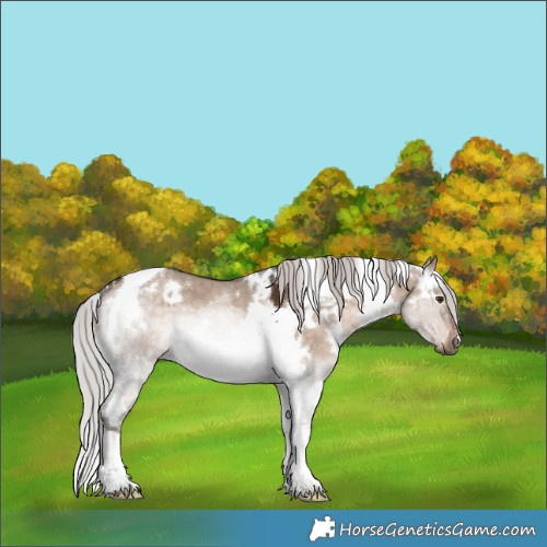Horse Color:White Spotted Silver Brown Dun Mushroom Tobiano 