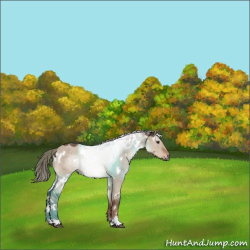 Horse Color:White Spotted Liver Red Dun Mushroom Sabino 