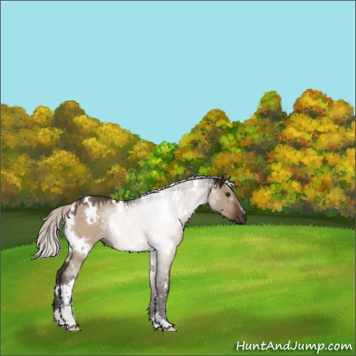 Horse Color:White Spotted Silver Brown Dun Sabino 