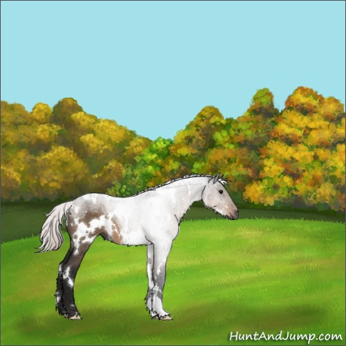 Horse Color:Gray White Spotted Silver Brown Dun Mushroom 
