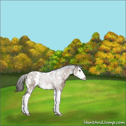 Horse Color:White Spotted Liver Red Dun Splash 