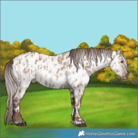 Horse Color:Red Dun Appaloosa  and Gray Red Dun Appaloosa 