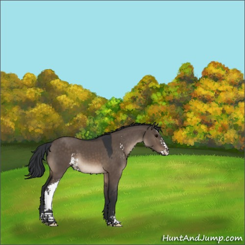 Horse Color:Brown Dun Sabino 