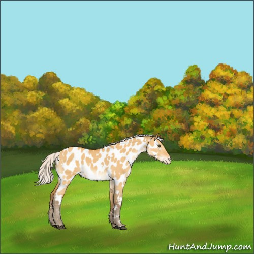 Horse Color:White Spotted Silver Buckskin Dun Appaloosa 
