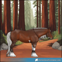 Horse Color:Silver Brown Tobiano 