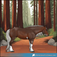 Horse Color:Silver Brown Tobiano 