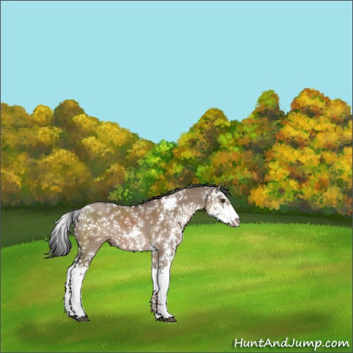 Horse Color:Liver Red Dun Sabino 