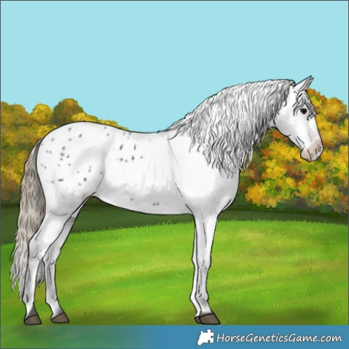 Horse Color:Smoky Black Appaloosa 