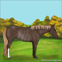 Horse Color:Liver Chestnut Rabicano
