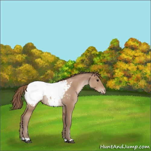 Horse Color:Black Pearl Appaloosa 