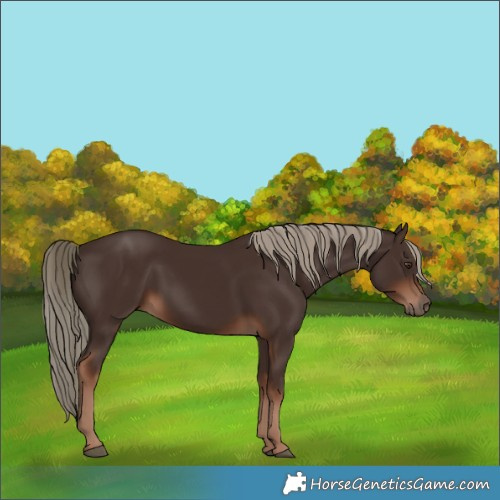 Horse Color:Liver Chestnut Rabicano