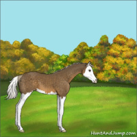 Horse Color:Chocolate Palomino Splash 