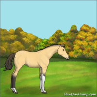 Horse Color:Buckskin Tobiano 