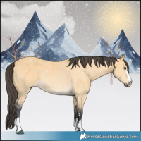 Horse Color:Buckskin 