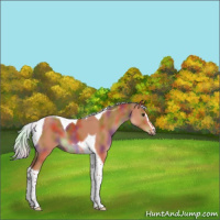 Horse Color:Nacre Silver Bay Sabino Tobiano 