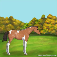 Horse Color:Bay Roan Tobiano 