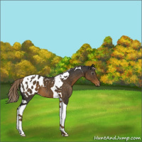 Horse Color:Gray Chocolate Palomino Tobiano Appaloosa 