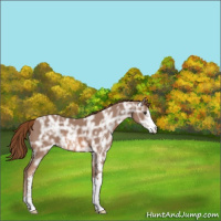 Horse Color:Chestnut Ice Sabino 