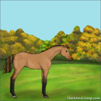 Horse Color:Gray Painted Bay Dun 