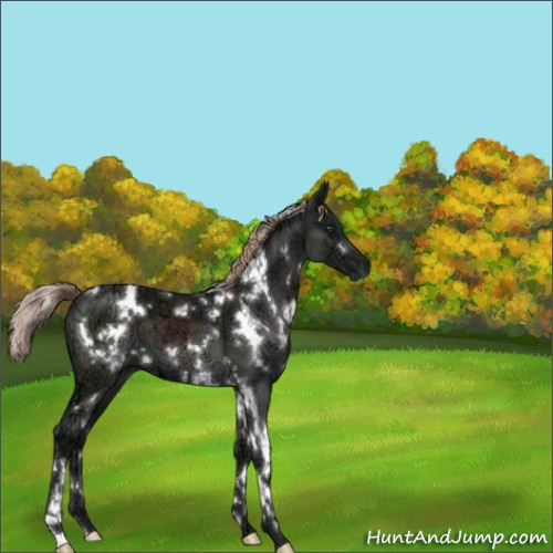 Horse Color:White Spotted Liver Chestnut Ice 