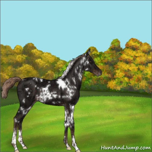 Horse Color:White Spotted Liver Chestnut Ice Sabino 