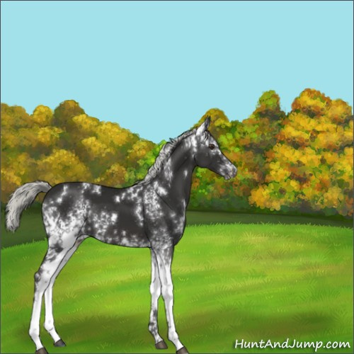 Horse Color:White Spotted Liver Chestnut Mushroom 
