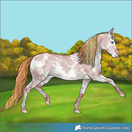 Horse Color:Painted Watercolor White Spotted Red Dun Splash 