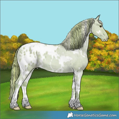 Horse Color:Painted Watercolor White Spotted Red Dun Appaloosa 