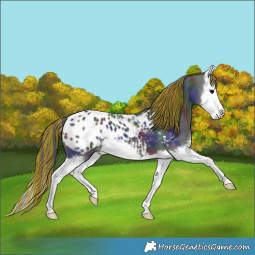Horse Color:Painted Nacre Black Splash Appaloosa 