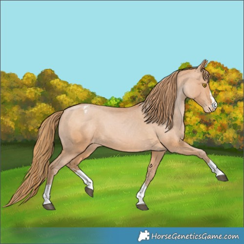 Horse Color:Bay Pearl Appaloosa Rabicano 