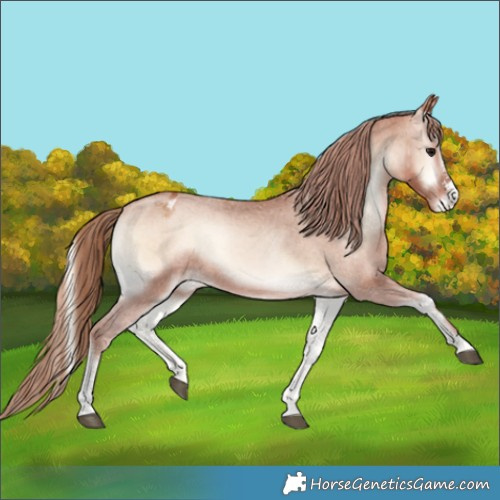 Horse Color:Bay Pearl Onyx Sabino Appaloosa Rabicano 