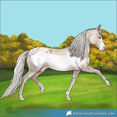Horse Color:Silver Brown Pearl Sabino Frame Appaloosa 
