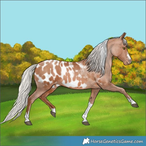Horse Color:Silver Brown Pearl Sabino Tobiano Appaloosa Rabicano 