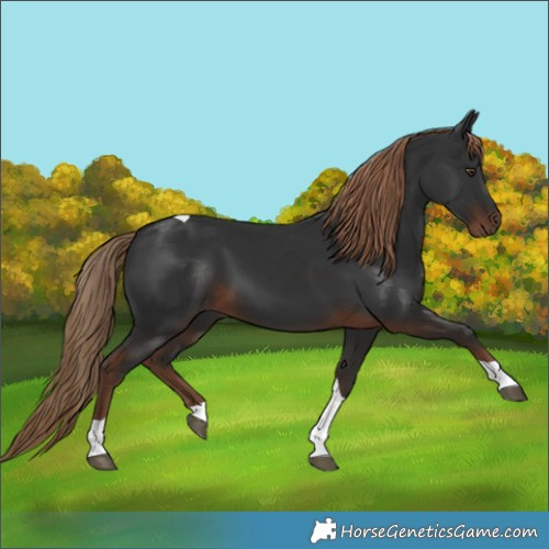 Horse Color:Liver Chestnut Tobiano 