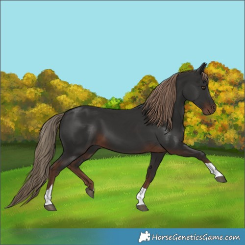 Horse Color:Liver Chestnut Tobiano Rabicano 