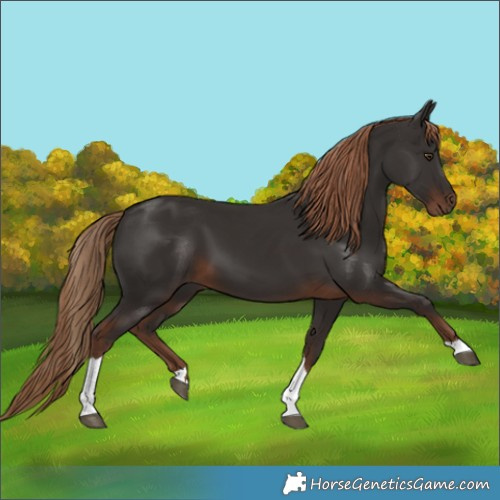 Horse Color:Liver Chestnut Tobiano Rabicano 