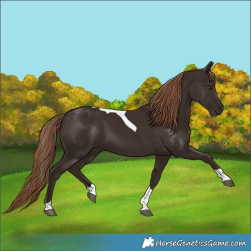 Horse Color:Liver Chestnut Tobiano 