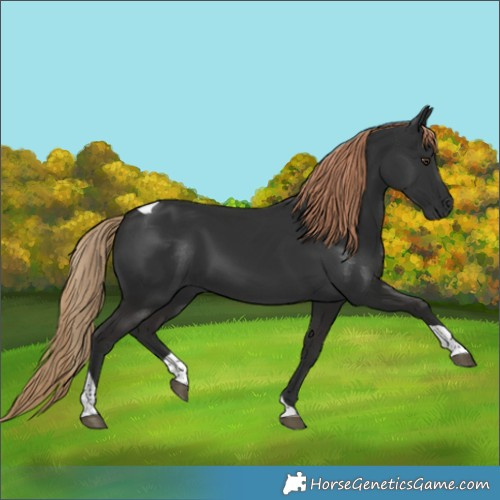 Horse Color:Liver Chestnut Tobiano Rabicano 