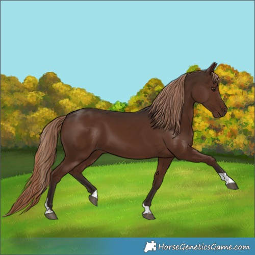 Horse Color:Liver Chestnut Tobiano 
