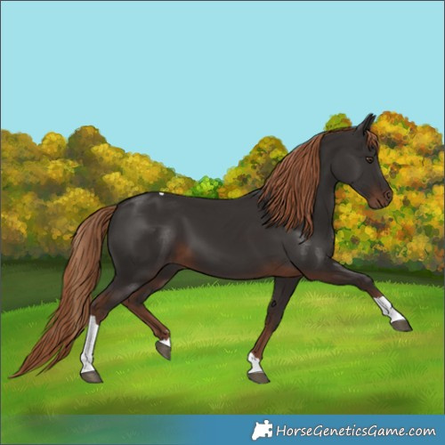 Horse Color:Liver Chestnut Tobiano Rabicano 