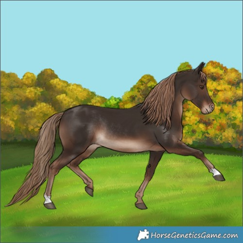 Horse Color:Liver Chestnut Rabicano 