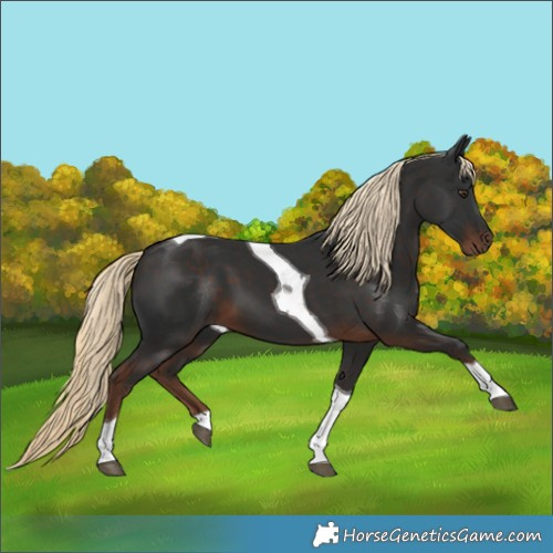 Horse Color:Liver Chestnut Tobiano 
