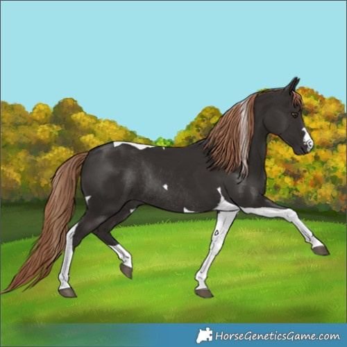 Horse Color:Liver Chestnut Tobiano Rabicano 