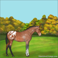 Horse Color:Bay Roan Appaloosa 