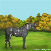 Horse Color:White Spotted Black 